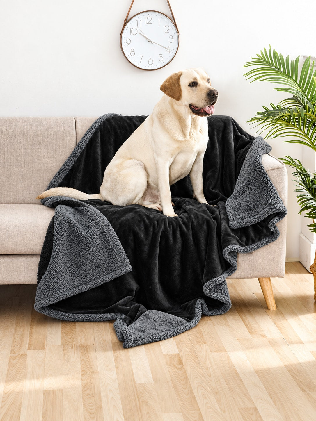 Reversible pet blanket, black flannel side up with gray sherpa edge, draped over a sofa with a Labrador sitting on it